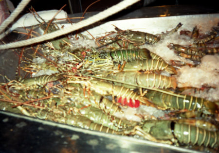 Phuket Patong seafood