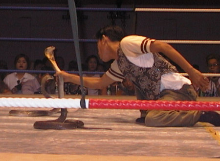 Phuket Patong muethai Vegas