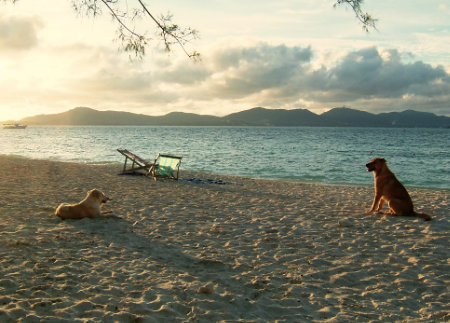 Phuket Coral Island