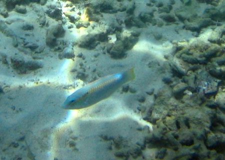 Phuket Coral Island