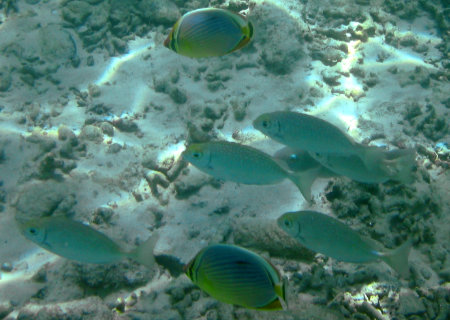 Phuket Coral Island
