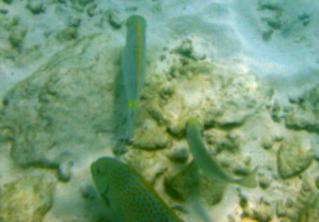 Phuket Coral Island