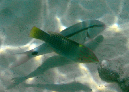 Phuket Coral Island