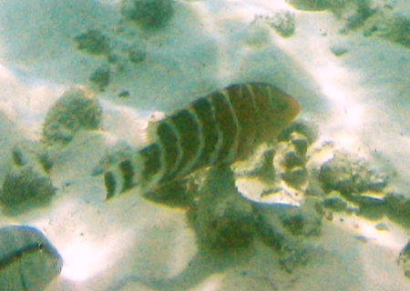 Phuket Coral Island
