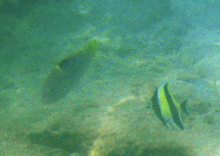 Phuket Coral Island
