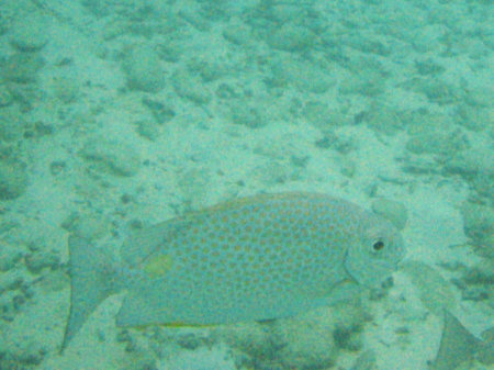 Phuket Coral Island Banana Beach