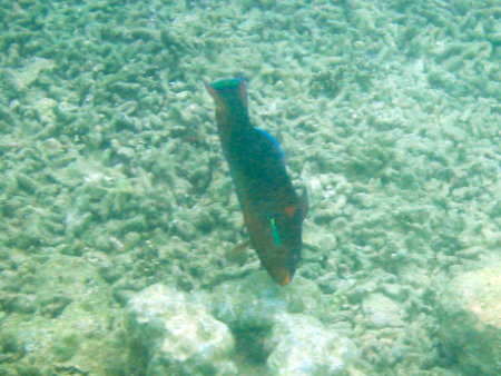 Phuket Coral Island Banana Beach