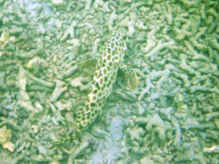 Phuket Coral Island Banana Beach