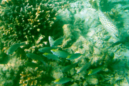 Phuket Coral Island