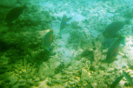 Phuket Coral Island