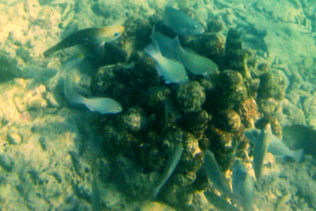 Phuket Coral Island