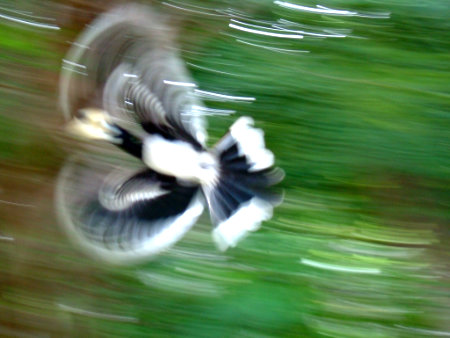Hornbill bird