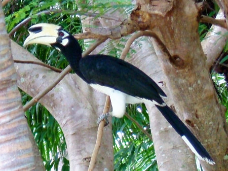 Hornbill bird