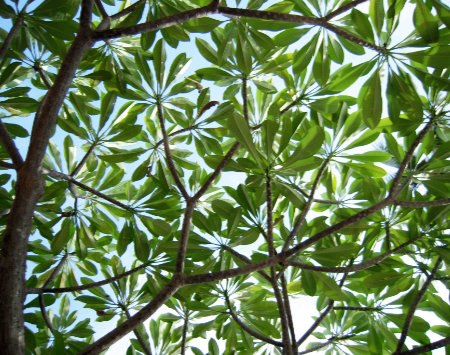 Phuket Panwa beach Kantary Bay Hotel