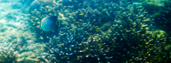 Phuket Panwa beach Cape Panwa
