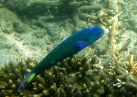 Phuket Panwa beach Cape Panwa